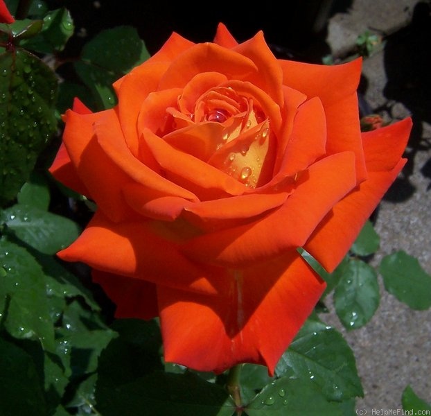 'Today (grandiflora, McGredy 1982)' rose photo