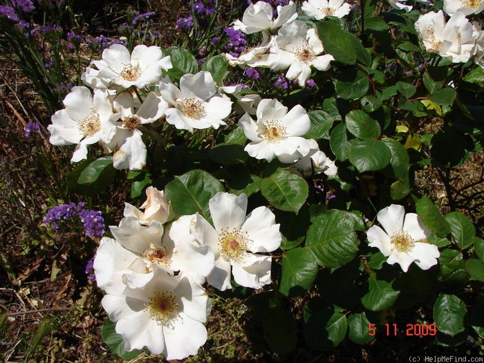 'White Sparrieshoop' rose photo