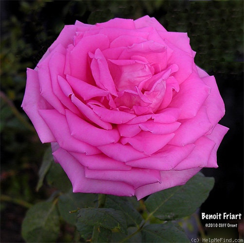 'Benoit Friart' rose photo