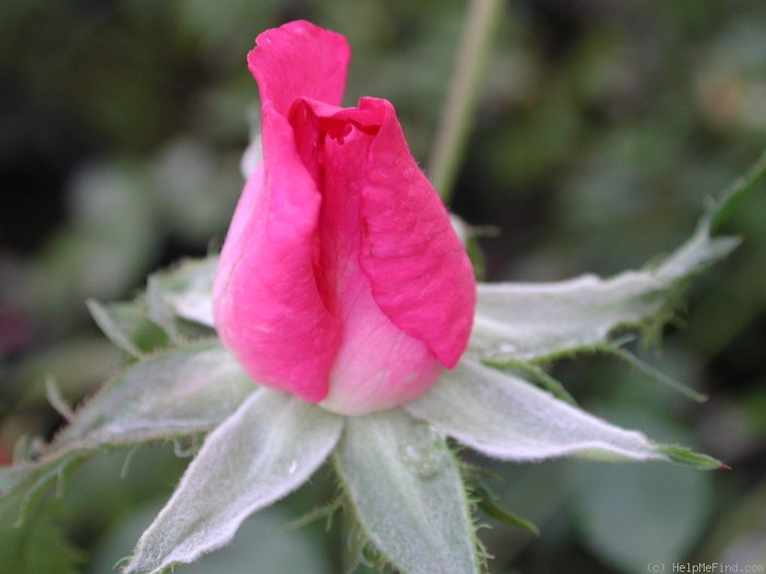 'MORcrest' rose photo