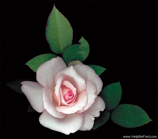 'Pure Bliss ™ (hybrid tea, Dickson, 1994)' rose photo