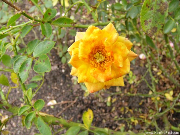 'Irish Eyes ™ (floribunda, Dickson, 1999)' rose photo