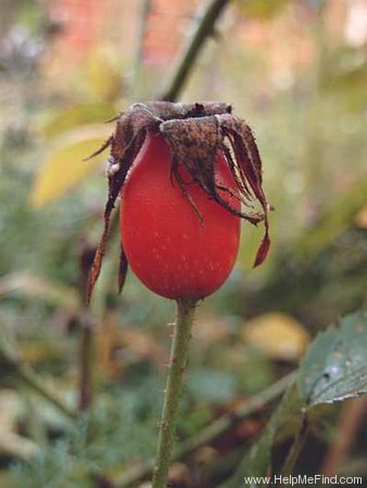 'Suaveolens (alba, unknown, before 1750)' rose photo