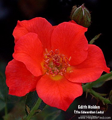 'Edith Holden' rose photo
