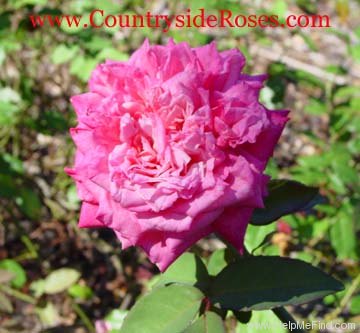 'Niles Cochet' rose photo