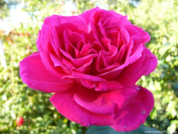 'Miss All-American Beauty' rose photo