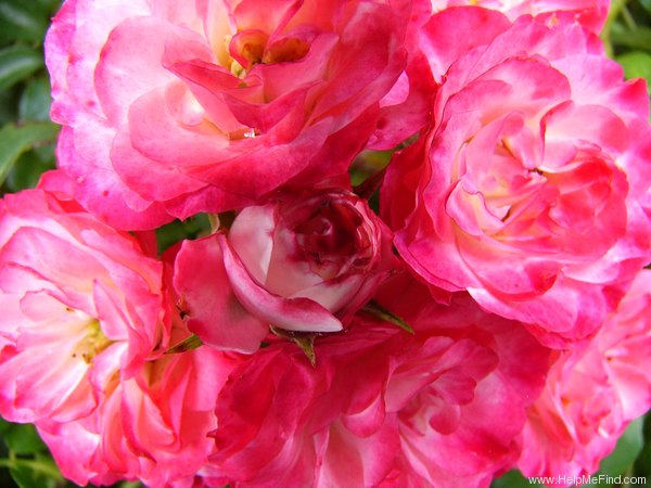 'Patte de Velours' rose photo