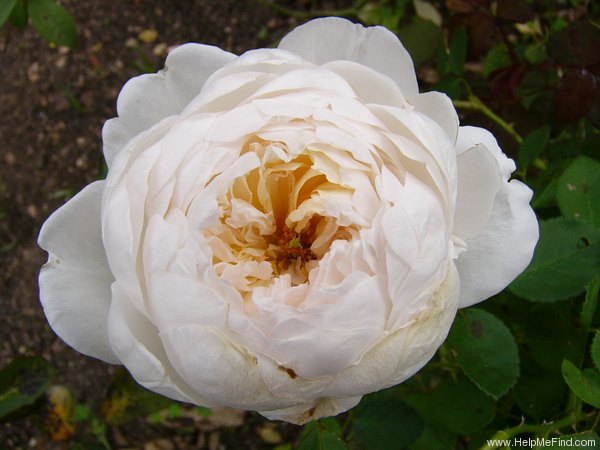 'Glamis Castle' rose photo