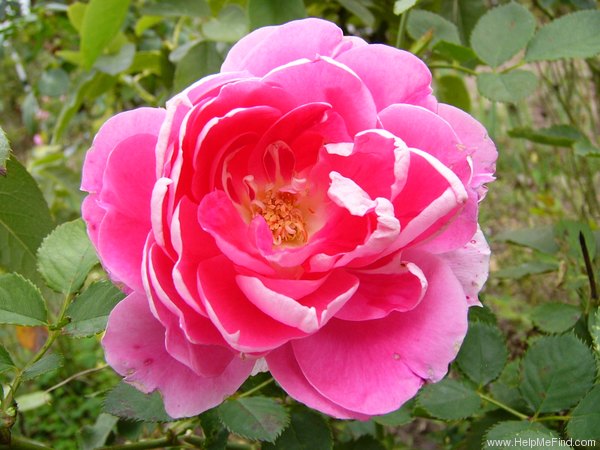 'Carefree Wonder' rose photo