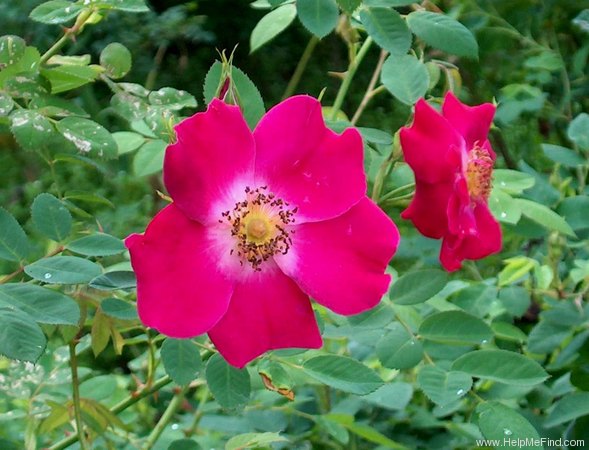 'Eddie's Crimson' rose photo