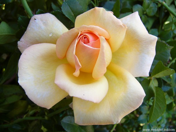 'Altesse ® (hybrid tea, Richardier,1999)' rose photo