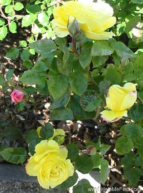 'Seiko' rose photo