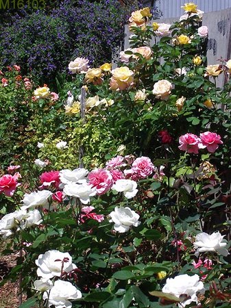 'Mandy's Rose Garden'  photo