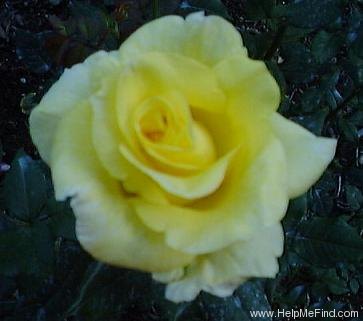 'Lowell Thomas' rose photo