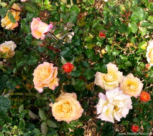 'Australian Gold ® (floribunda, Kordes 1980)' rose photo