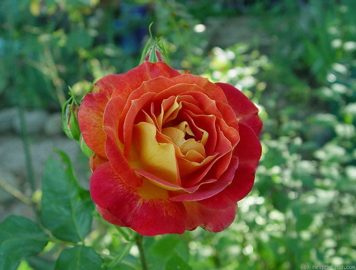 'Bolshoï (hybrid tea, Meilland, 2000)' rose photo
