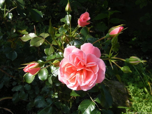 'Fredensborg Castle' rose photo