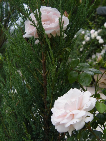 'New Dawn (Large Flowered Climber, Dreer, 1930)' rose photo