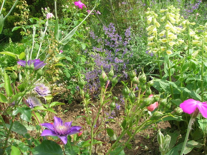 'My garden in Pousov'  photo