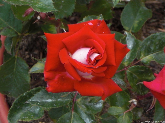 'Snowfire' rose photo