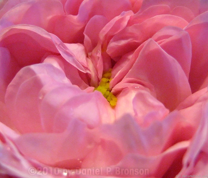 'Allegra' rose photo