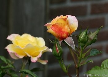 'Rugelda ®' rose photo