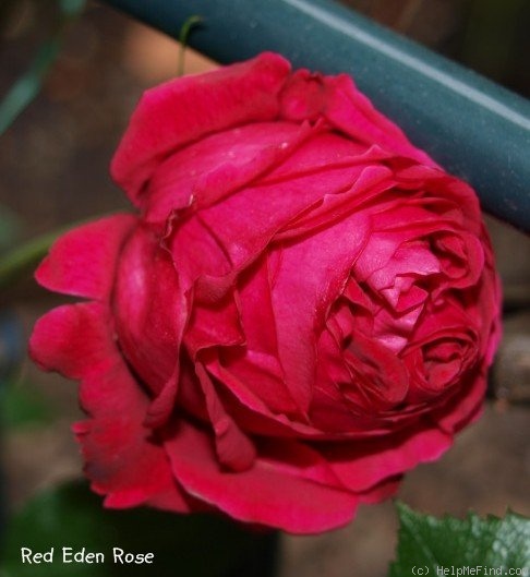 'Red Eden Rose' rose photo