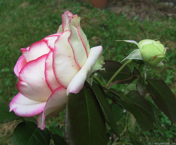 'Biedermeier ®' rose photo