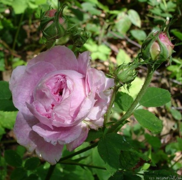 'Esther (gallica, Vibert 1845)' rose photo