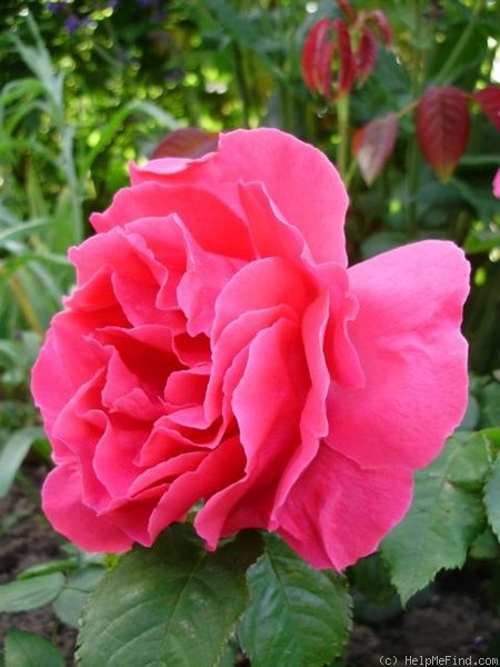 'Auguste Chaplain' rose photo