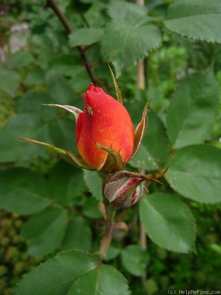 'Schlick-tt' rose photo