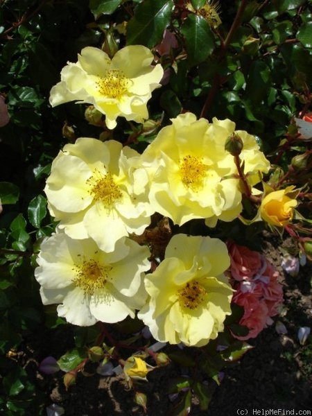 'Pimprenelle ® (floribunda, Delbard 1995)' rose photo