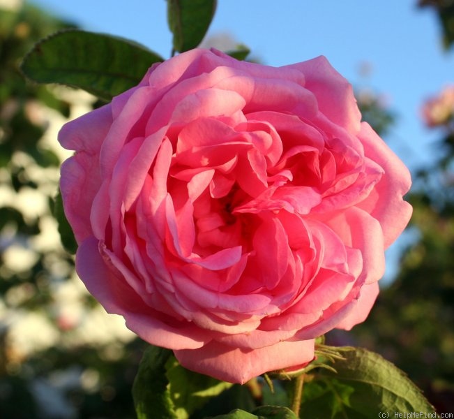 'Bullata' rose photo