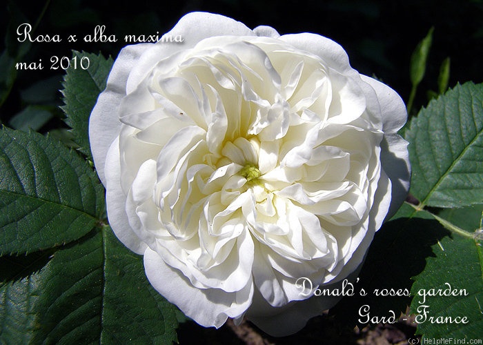 '<i>Rosa</i> x <i>alba</i> 'Maxima'' rose photo