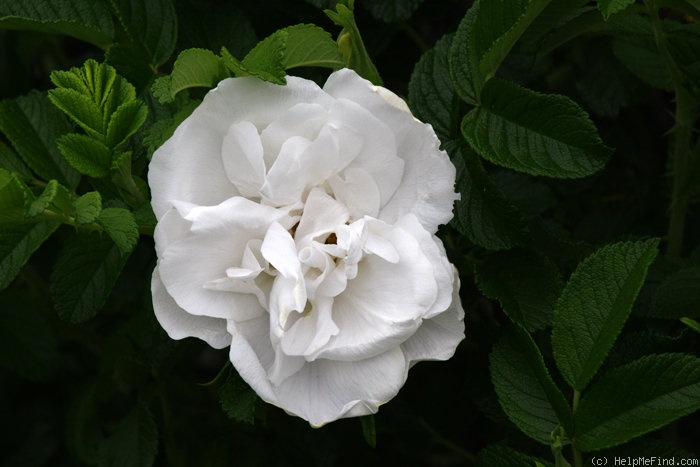 'Blanc Double de Coubert (Rugosa, Cochet-Cochet, 1892)' rose photo