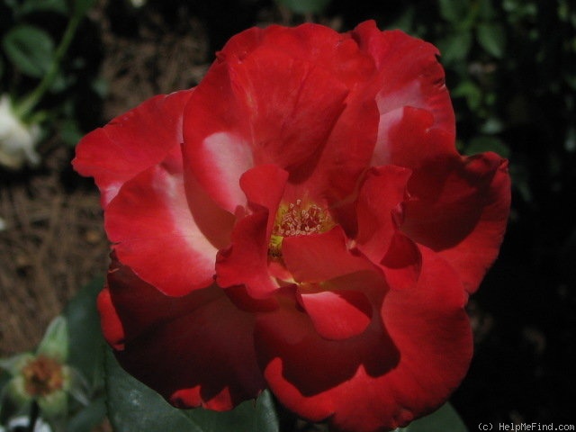 'Gerri G.' rose photo