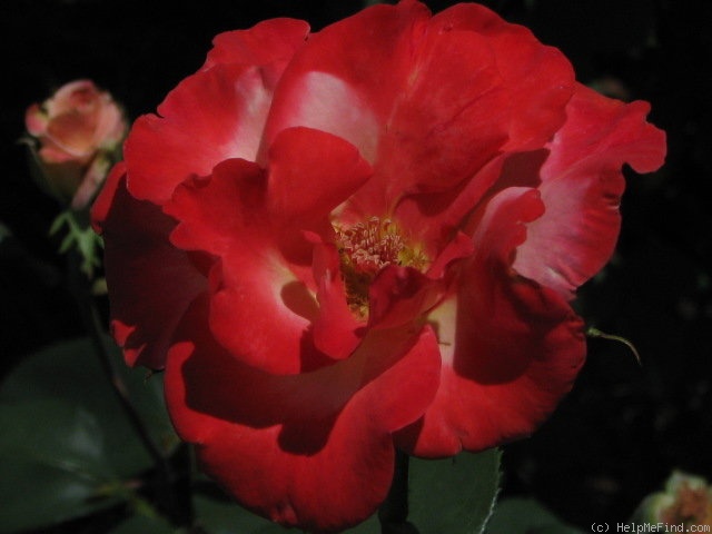 'Gerri G.' rose photo