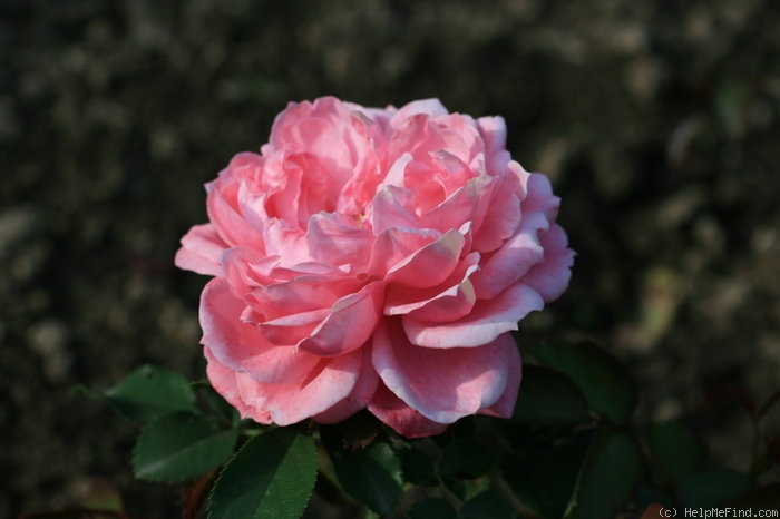 'Schöne Elise' rose photo