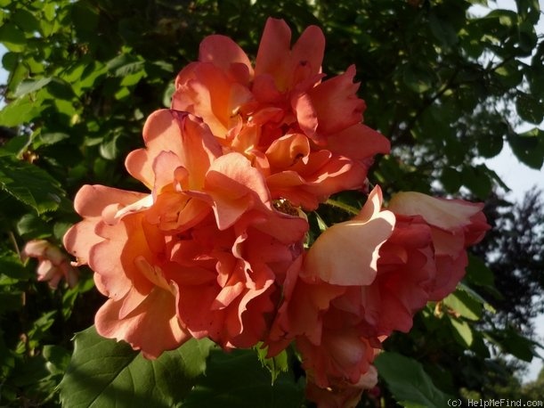 'Lea Massari ®' rose photo