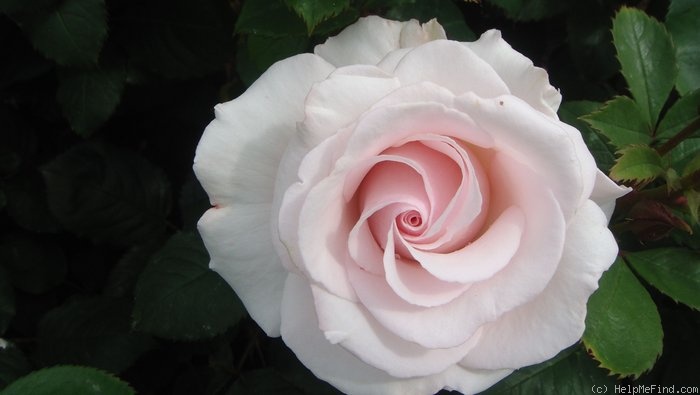 'Rosa Belmonte' rose photo