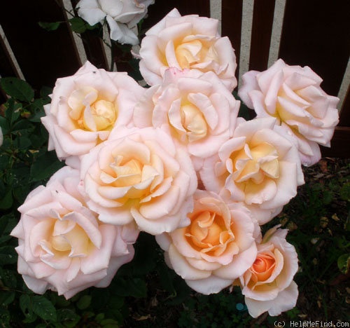 'Desiree (Shrub, Clements, 2004)' rose photo