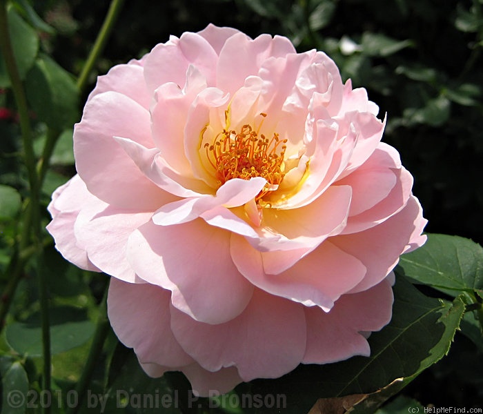 'Belle Story' rose photo