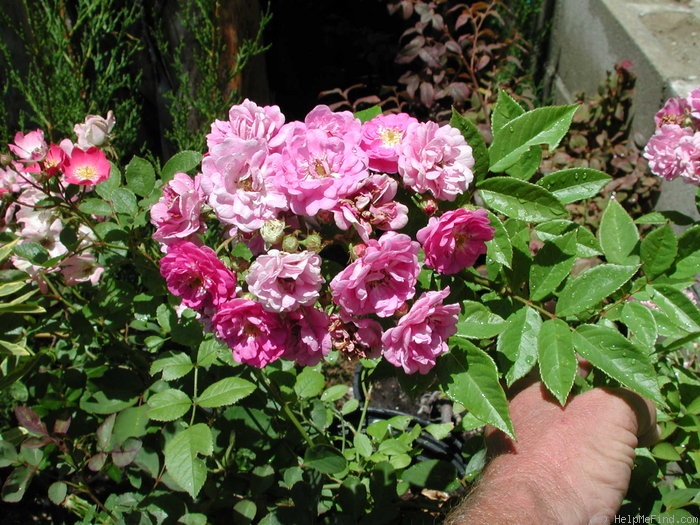 'Werner von Blon' rose photo