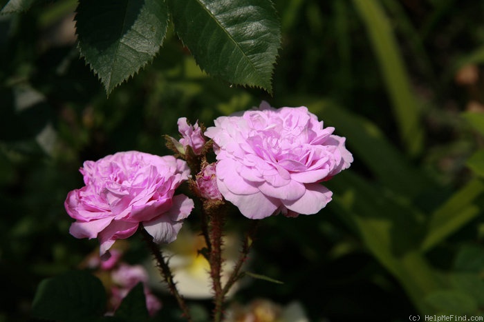 'Cumberland Belle' rose photo