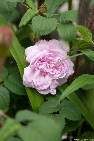 'Cumberland Belle' rose photo