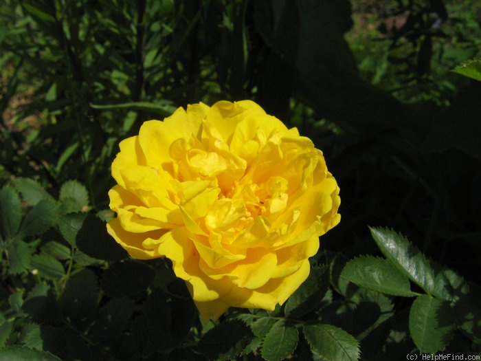 'Persian Yellow' rose photo