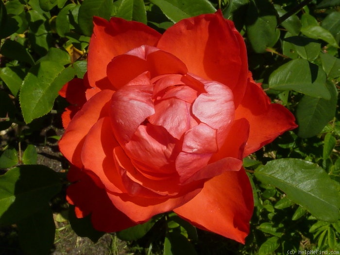 'Scarlet Queen Elizabeth' rose photo