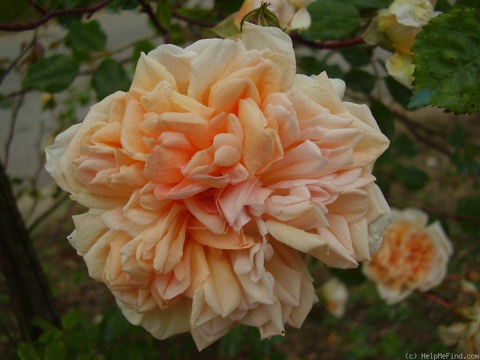 'Désiré Bergera' rose photo