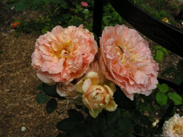 'Papi Delbard ®' rose photo