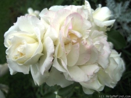 'Blanc Meillandécor' rose photo